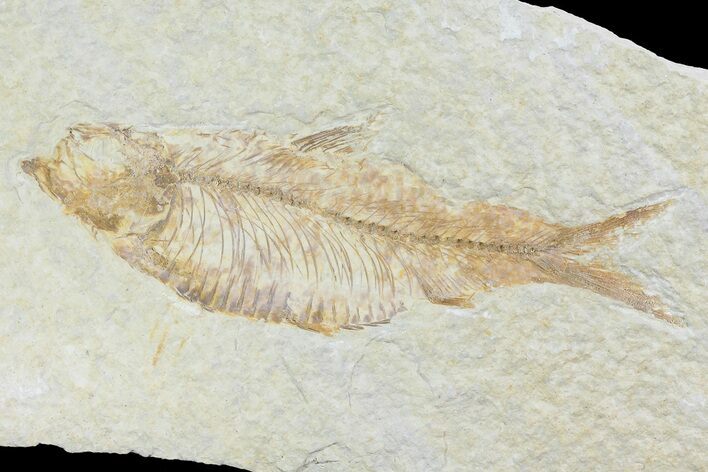 Knightia Fossil Fish - Wyoming #74130